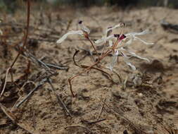 Image of Pelargonium fergusoniae L. Bolus