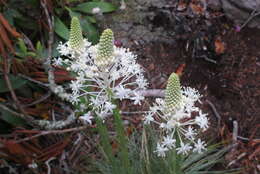 Plancia ëd Xerophyllum asphodeloides (L.) Nutt.