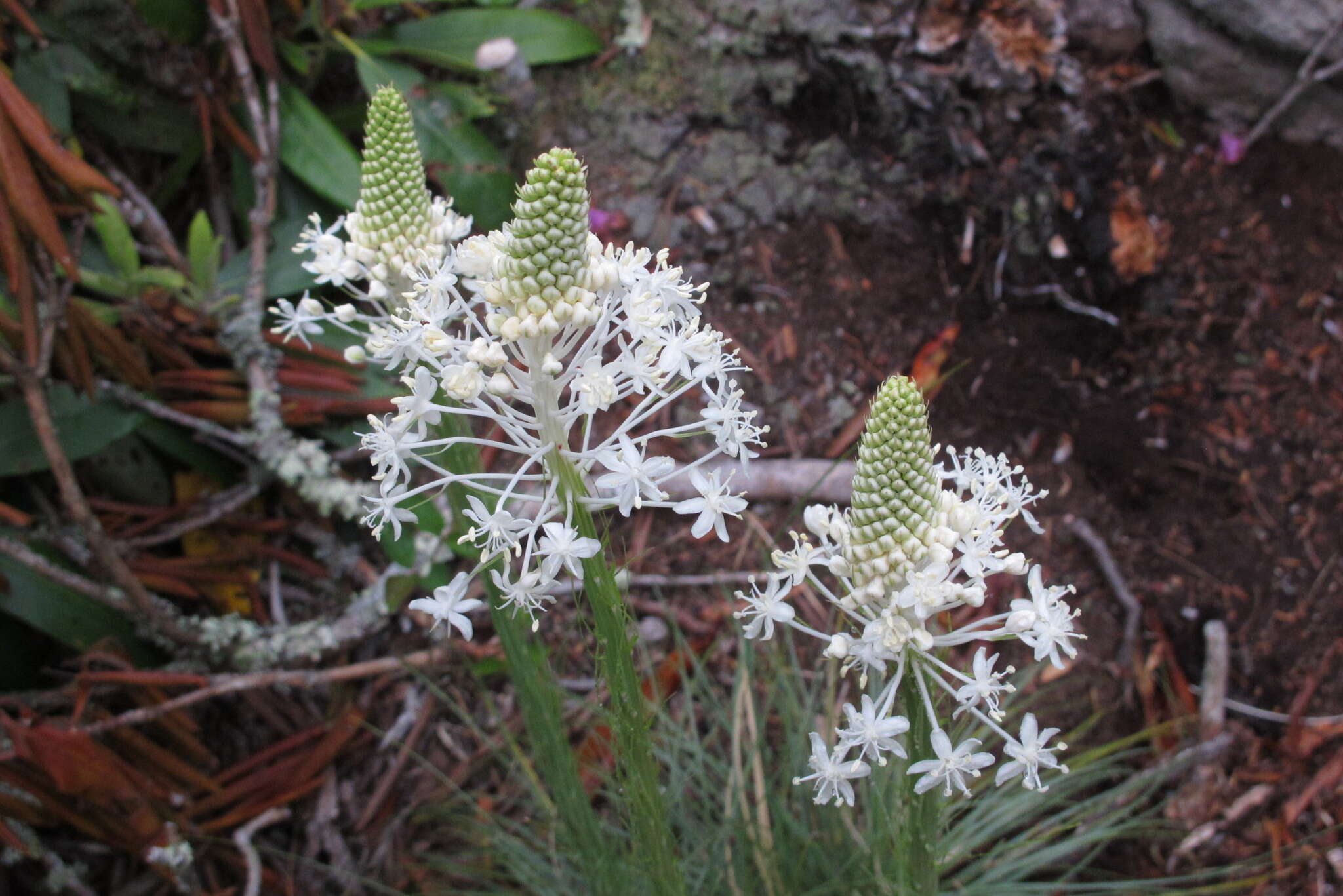 صورة Xerophyllum asphodeloides (L.) Nutt.