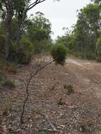 Image of Hakea corymbosa R. Br.