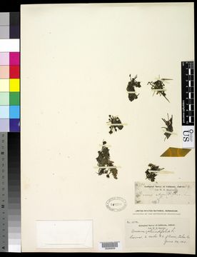 Image of Common Sundew