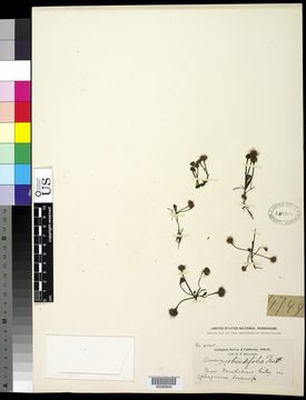 Image of Common Sundew