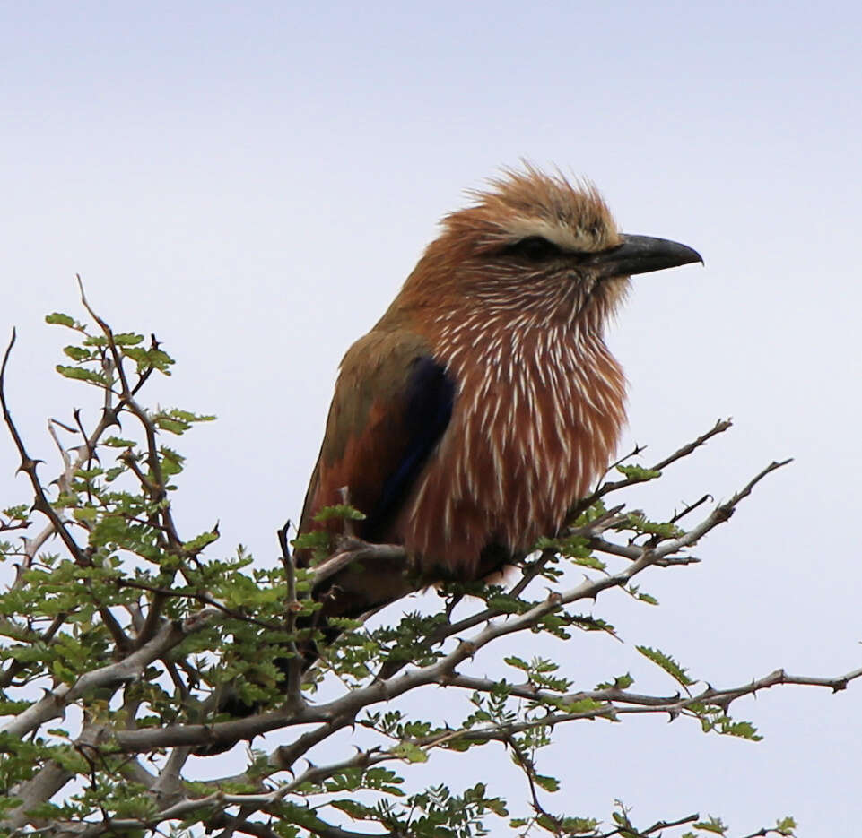 Image of Purple Roller