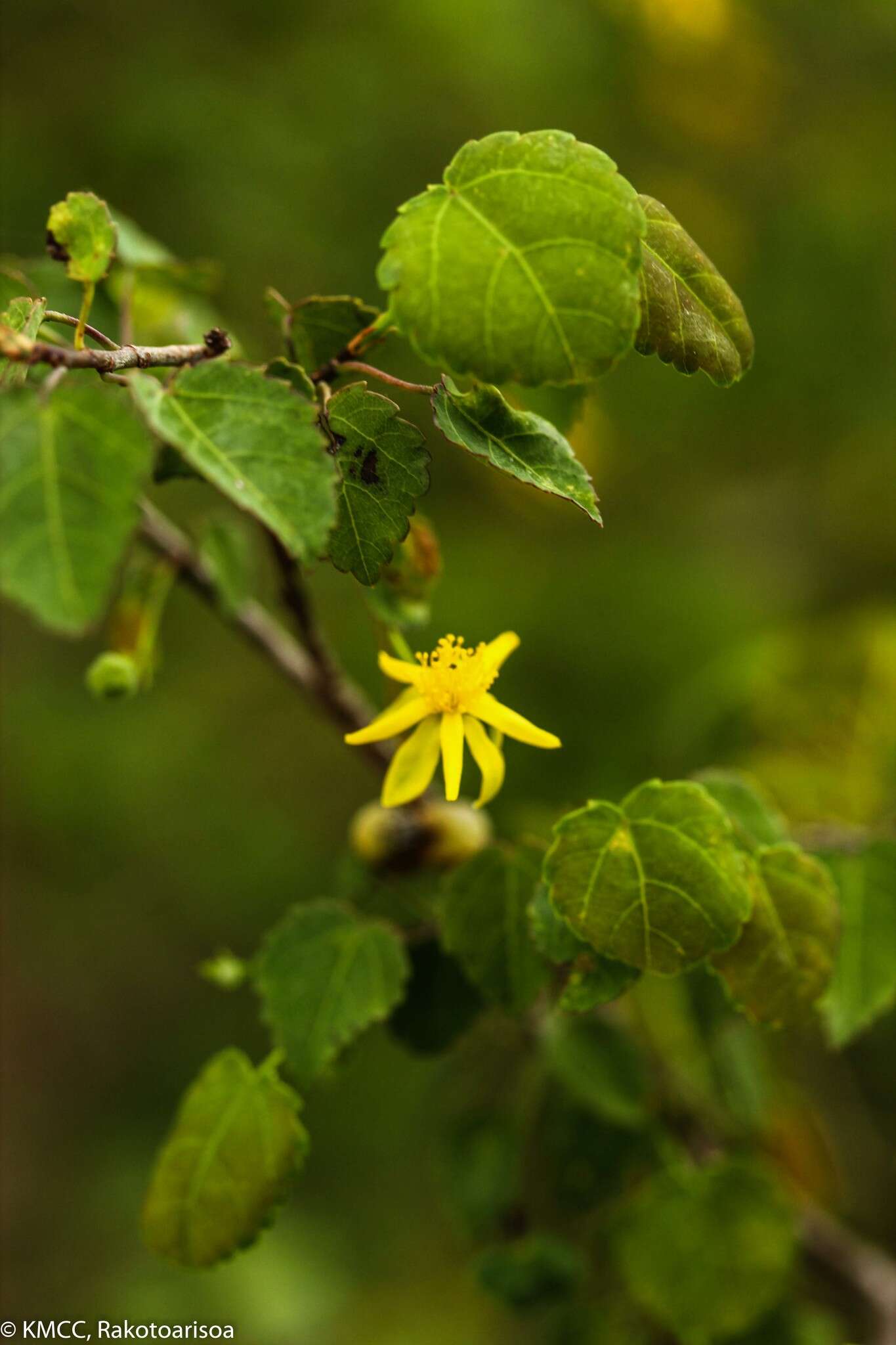 Image de Grewia calvata Baker