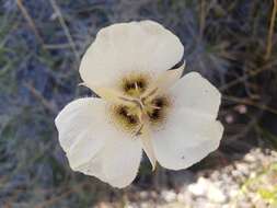 Image of Howell's mariposa lily