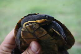 Image of Manning River snapping turtle