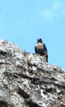 Image of Jackal Buzzard