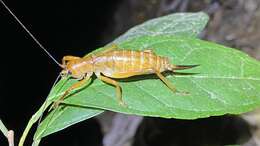 Image of Melanonotus powellorum Rentz & D. C. F. 1975