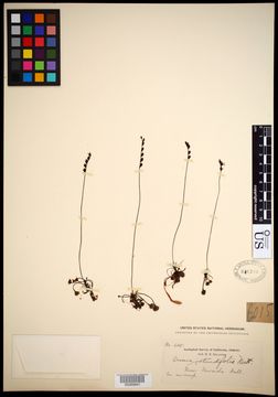 Image of Common Sundew
