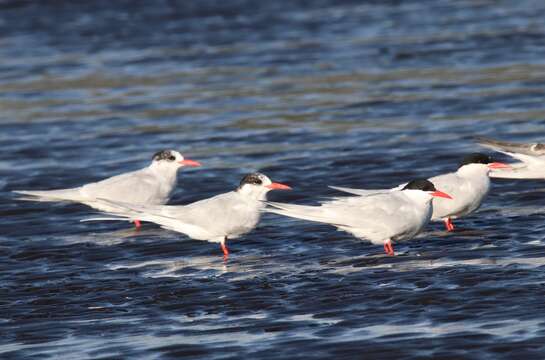 Image of South American Tern