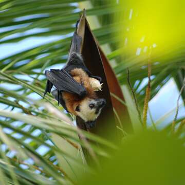 Image of Aldabra Flying Fox