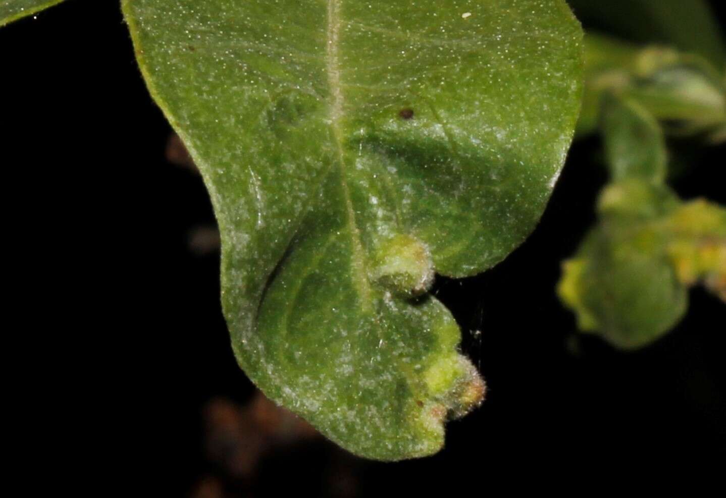 Sivun <i>Aceria massalongoi</i> kuva