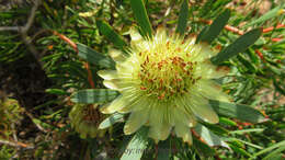 Plancia ëd Protea scolymocephala (L.) Reich.