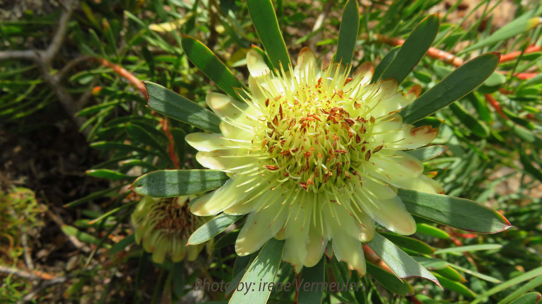 Plancia ëd Protea scolymocephala (L.) Reich.