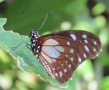 Image of common graphium