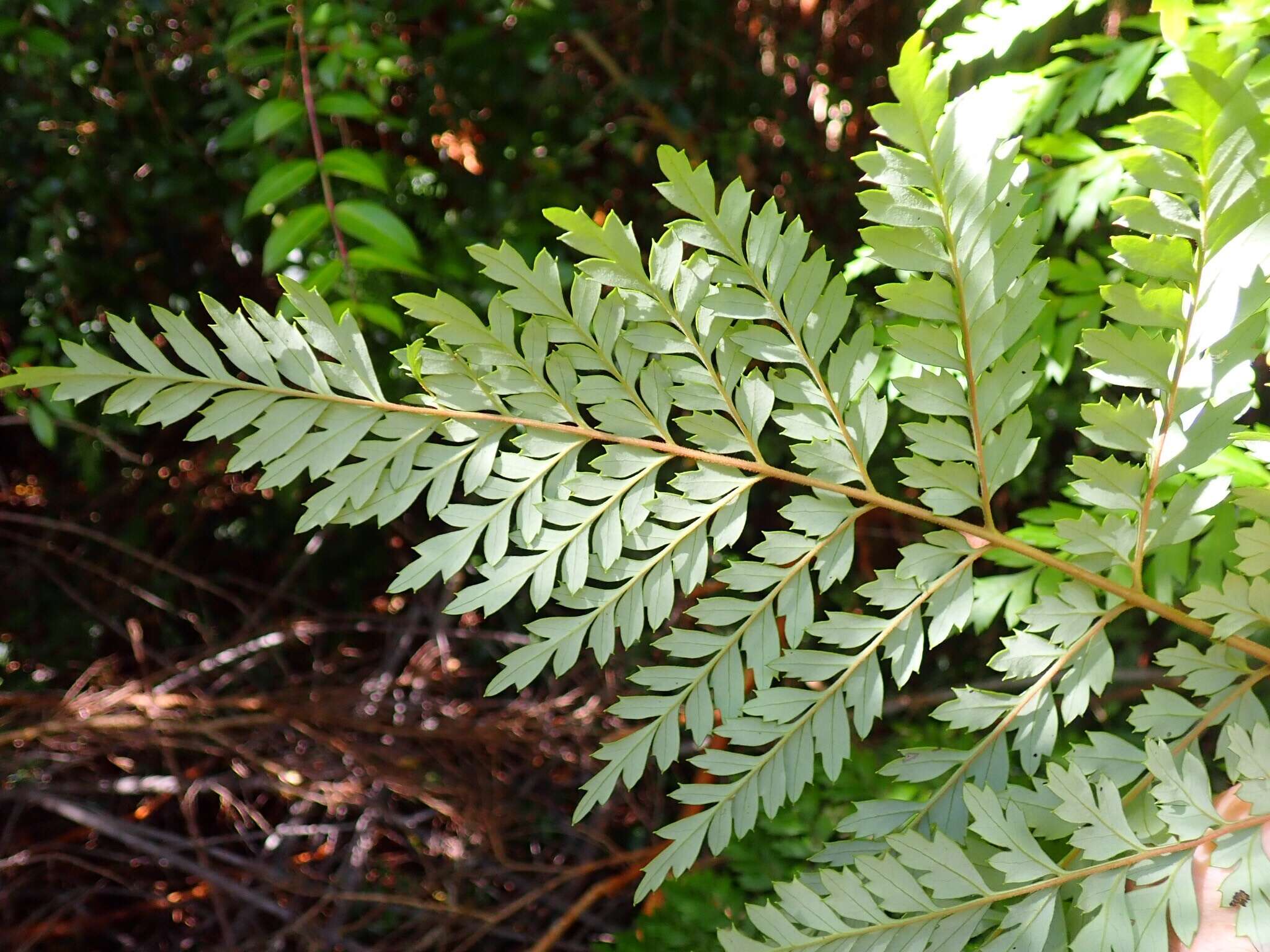 Image of Lomatia ferruginea R. Br.