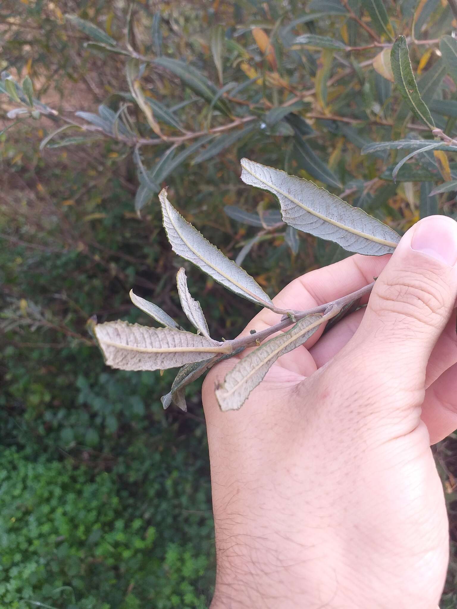 Image of Salix salviifolia Brot.