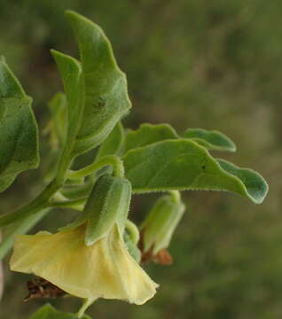 Image de Physalis viscosa L.