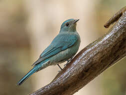 Image of Verditer Flycatcher (Northern)