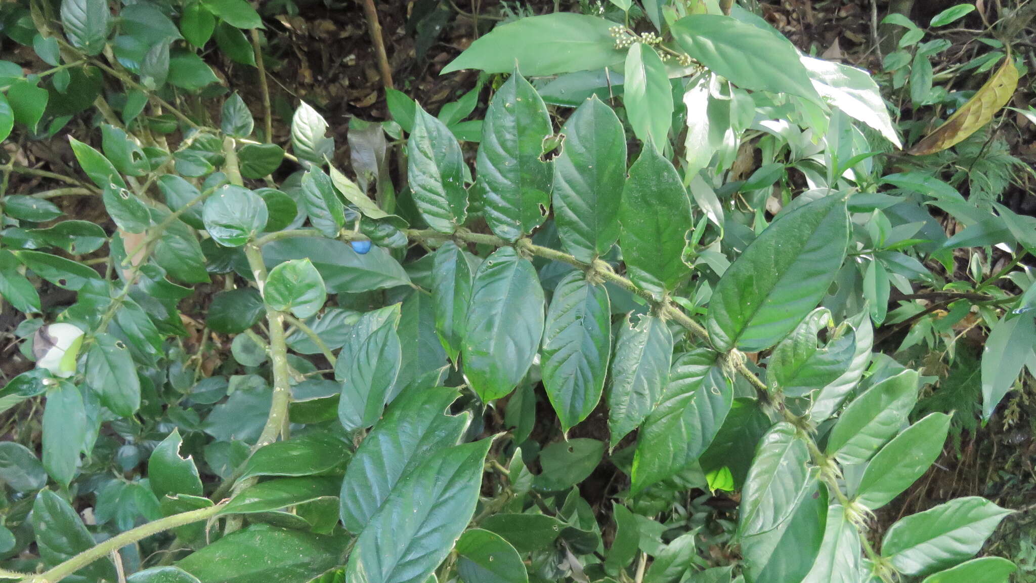 Image of Lasianthus attenuatus var. attenuatus