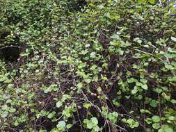 Image of Muehlenbeckia complexa var. grandifolia Carse