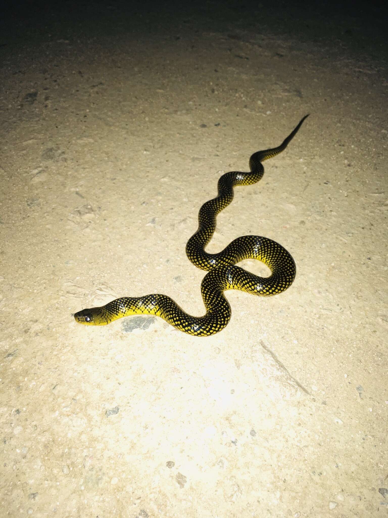 Image of Military ground snake