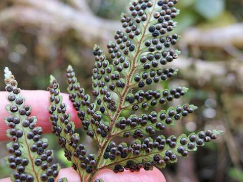 Image of iron fern