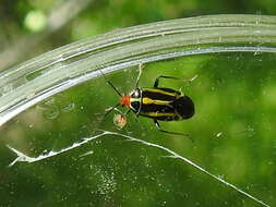 Image of Poecilocapsus