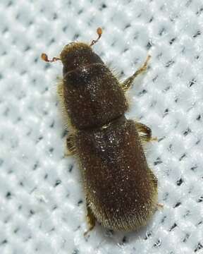 Image of Goldenhaired bark beetle