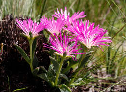 Image of Delosperma carolinense N. E. Br.