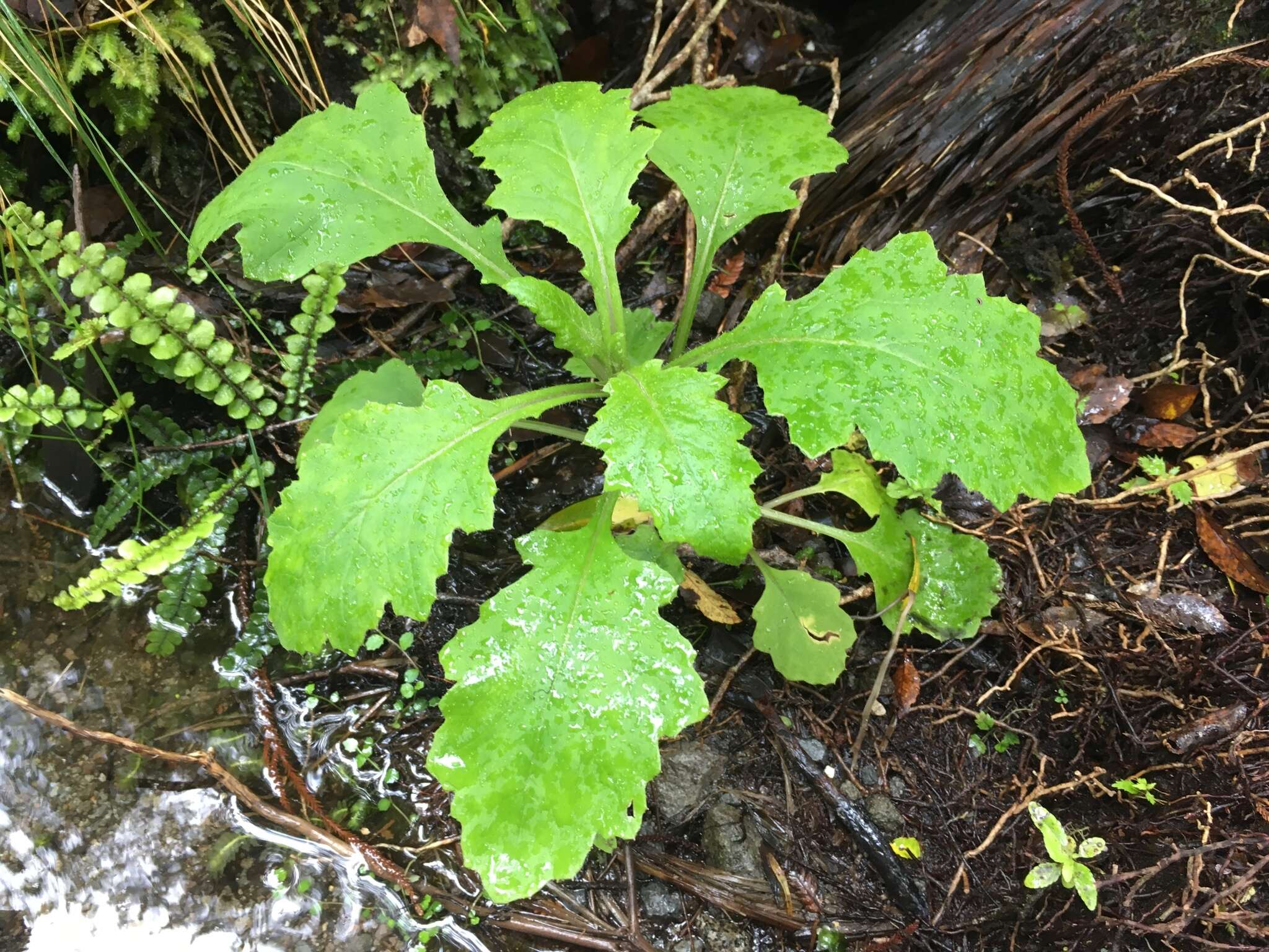 Imagem de Senecio solandri var. rufiglandulosus (Col.) Allan