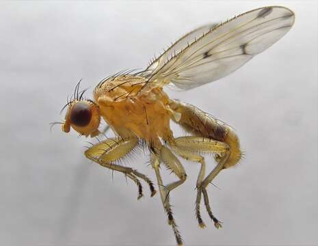 Suillia laevifrons (Loew 1862)的图像