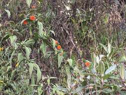 Image of Caiophora grandiflora (G. Don) Weigend & Mark. Ackermann