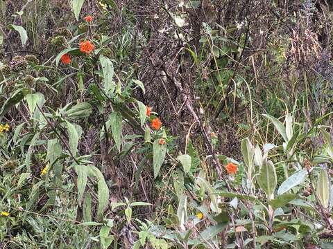 Image of Caiophora grandiflora (G. Don) Weigend & Mark. Ackermann