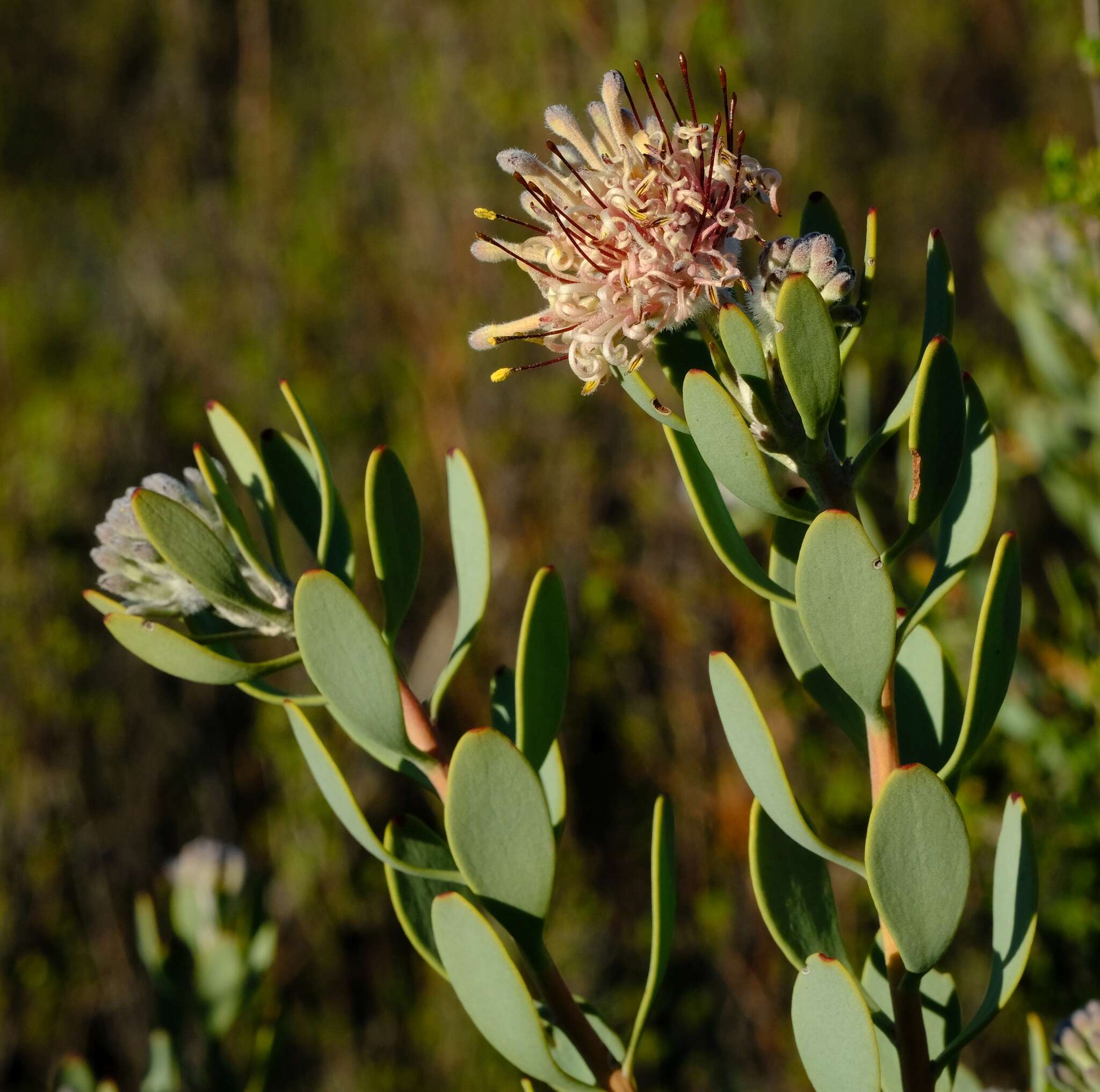 Plancia ëd Vexatorella alpina (Salisb. ex Knight) J. P. Rourke