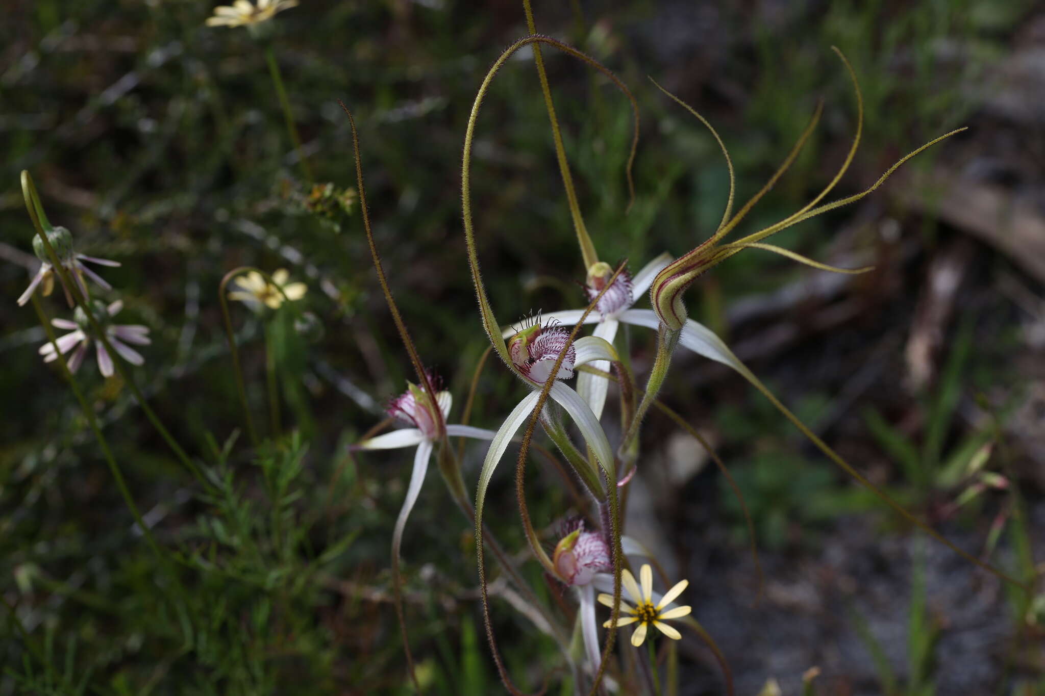 Image of Coastal white spider orchid