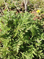 Image of Dyer's Chamomile