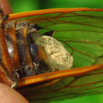 Image of Massospora cicadina Peck 1878