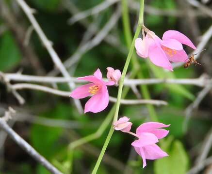 Antigonon leptopus Hook. & Arn. resmi