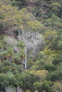 Image of Populus brandegeei Schneider