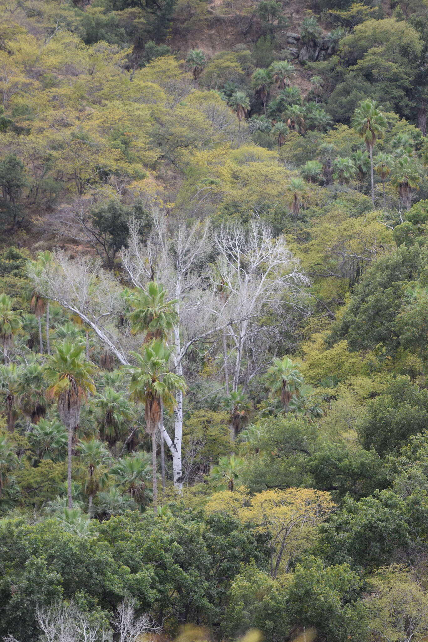 Image of Populus brandegeei Schneider