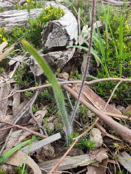 Image of Caladenia leptochila Fitzg.