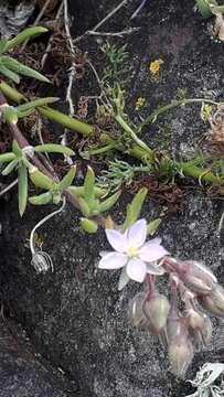 Image of Spergularia rupicola Le Jolis