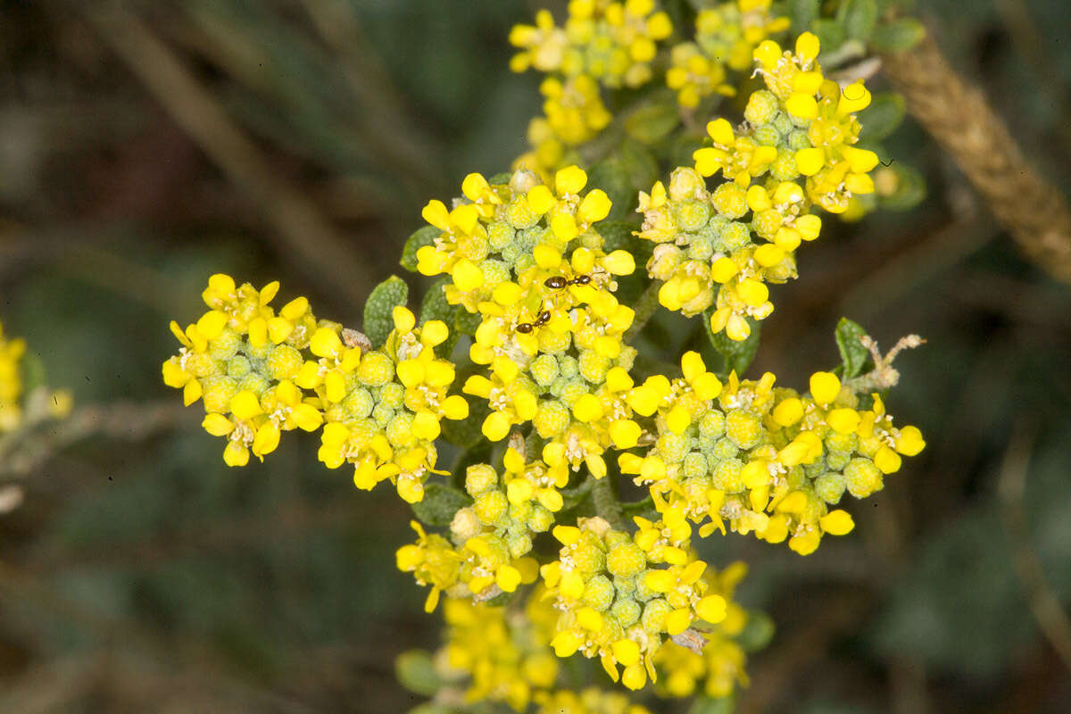 Image of yellowtuft