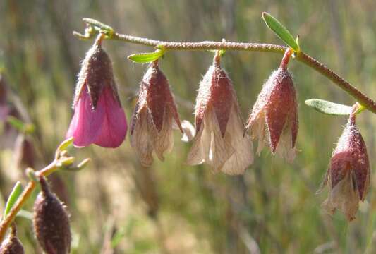 Image of Hermannia trifurca L.