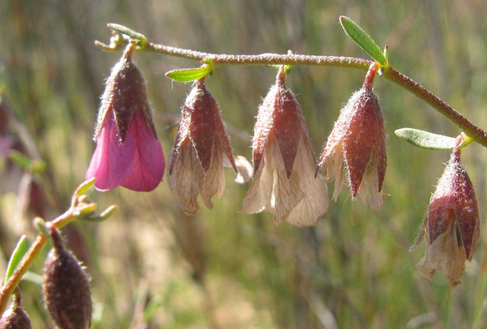 Image de Hermannia trifurca L.