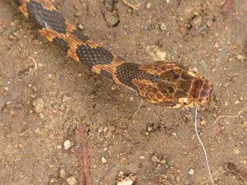 صورة Leptodeira rhombifera Günther 1872