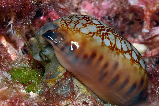 Image of jester cowrie