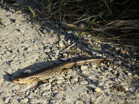 Image of Chinese Skink