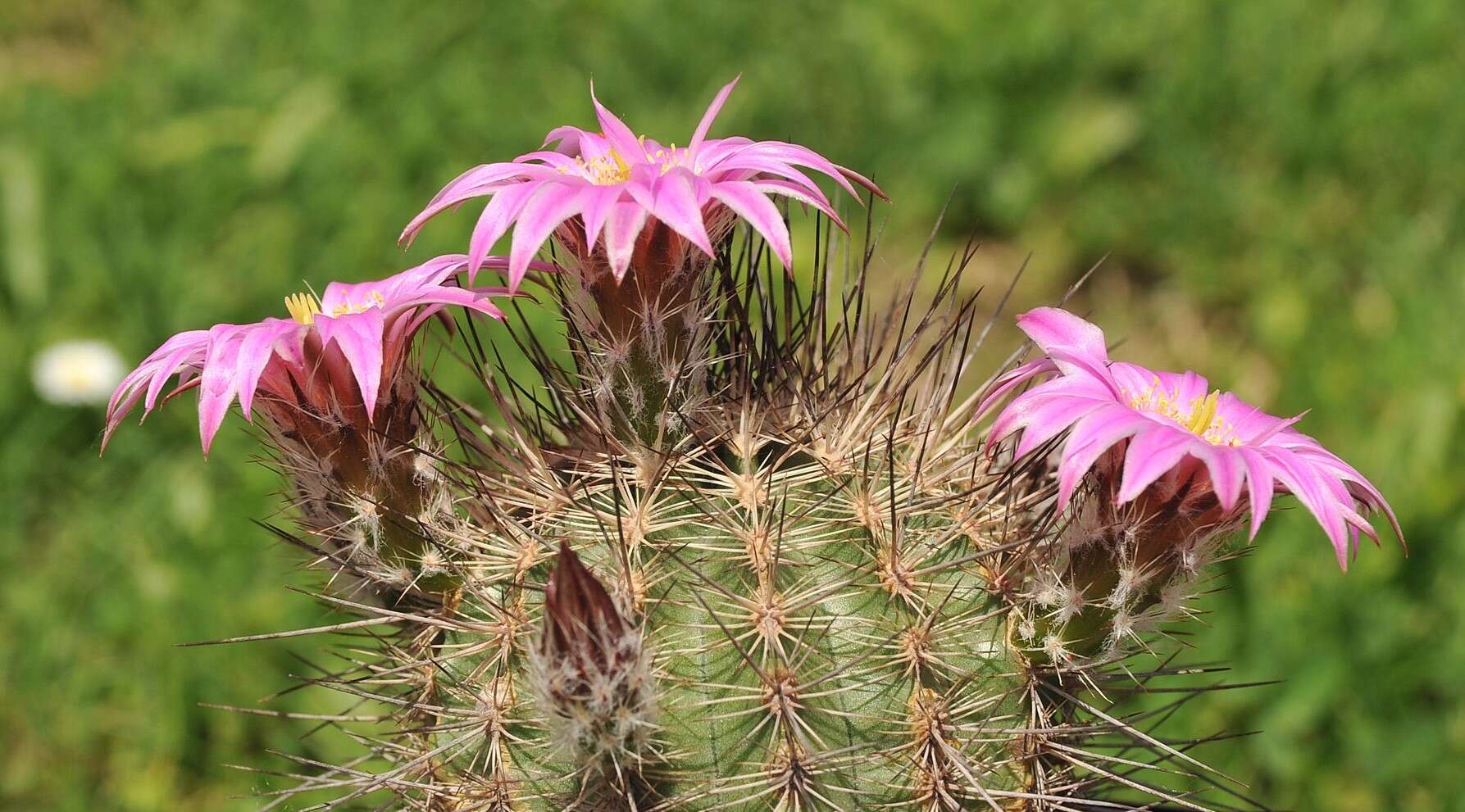 Echinocereus adustus subsp. schwarzii (A. B. Lau) N. P. Taylor的圖片